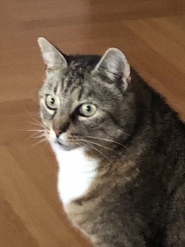 Joschmo